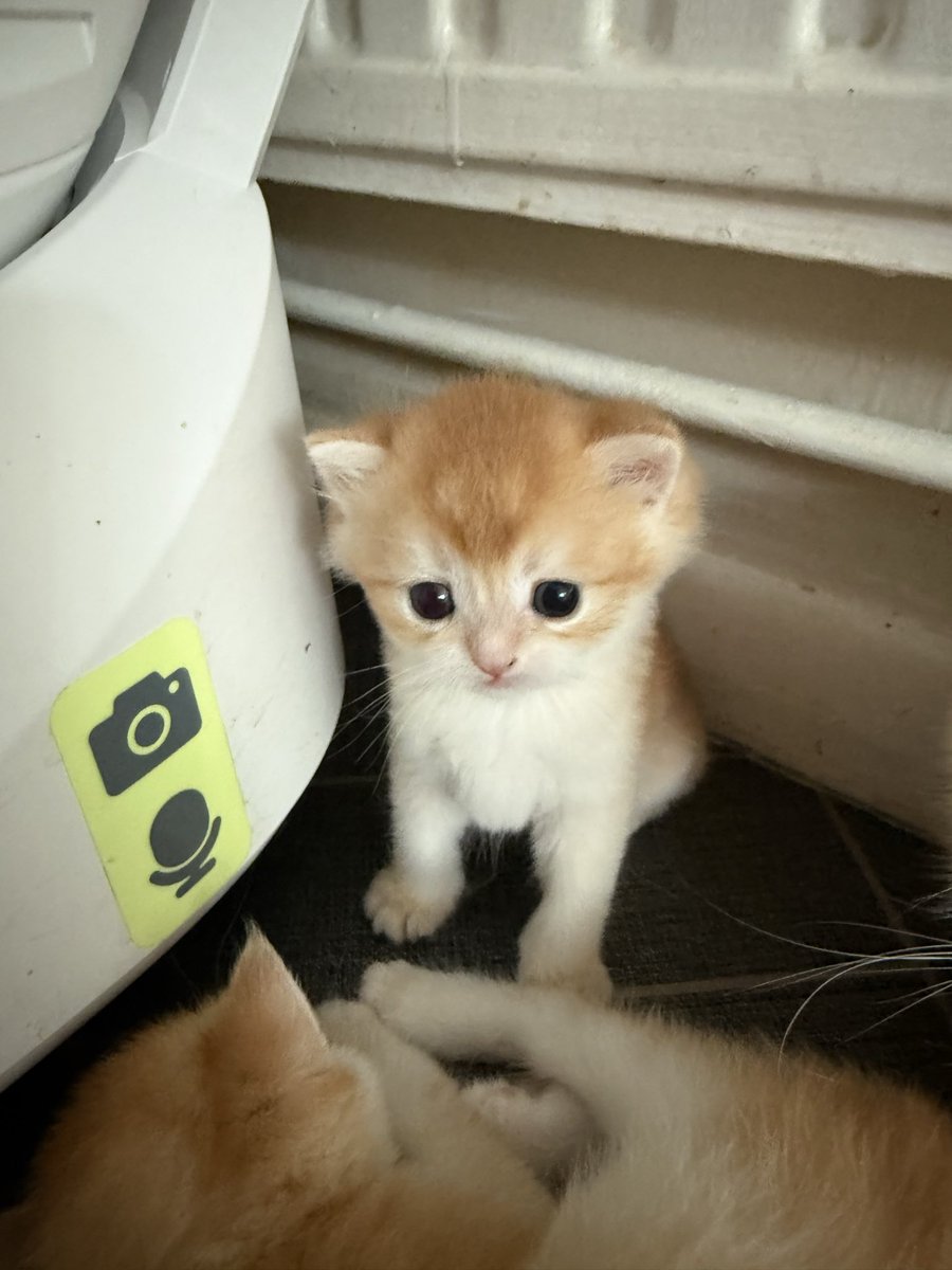 kittensale8's tweet photo. #cat #cats #catsofinstagram #catlovers #catlife https://t.co/0t3qDqO7s5