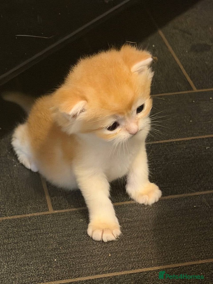 kittensale8's tweet photo. #cat #cats #catsofinstagram #catlovers #catlife https://t.co/0t3qDqO7s5