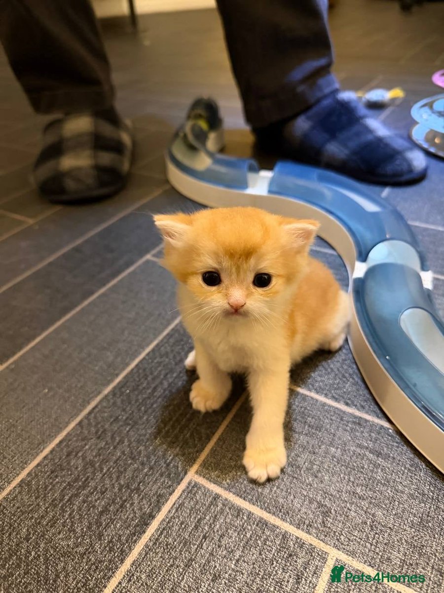 kittensale8's tweet photo. #cat #cats #catsofinstagram #catlovers #catlife https://t.co/0t3qDqO7s5