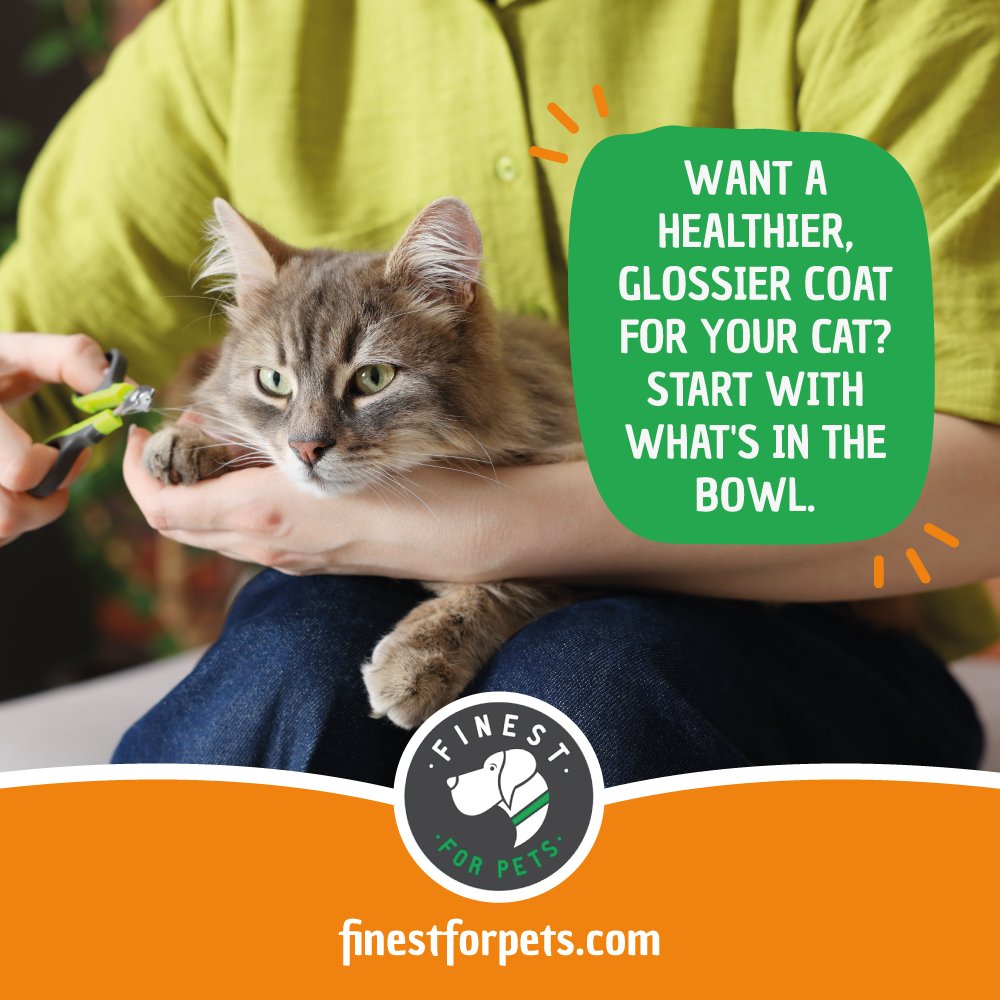 FinestForPets's tweet photo. Healthy skin. Healthy coat. Discover Wild Alaskan Salmon Oil.

#WildAlaskanSalmonOil #CatHealth #HealthyCoat https://t.co/01n7Th4btt