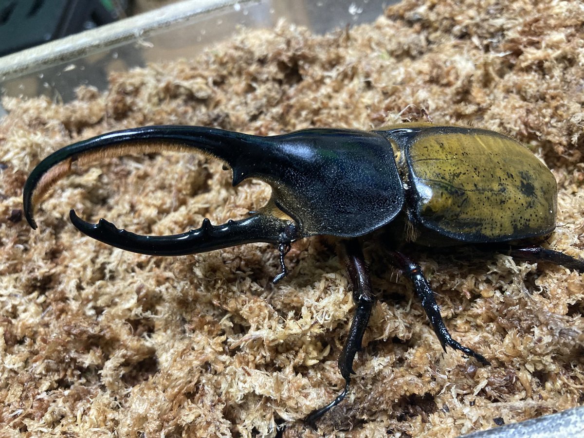 sakuya_beetle tweet picture