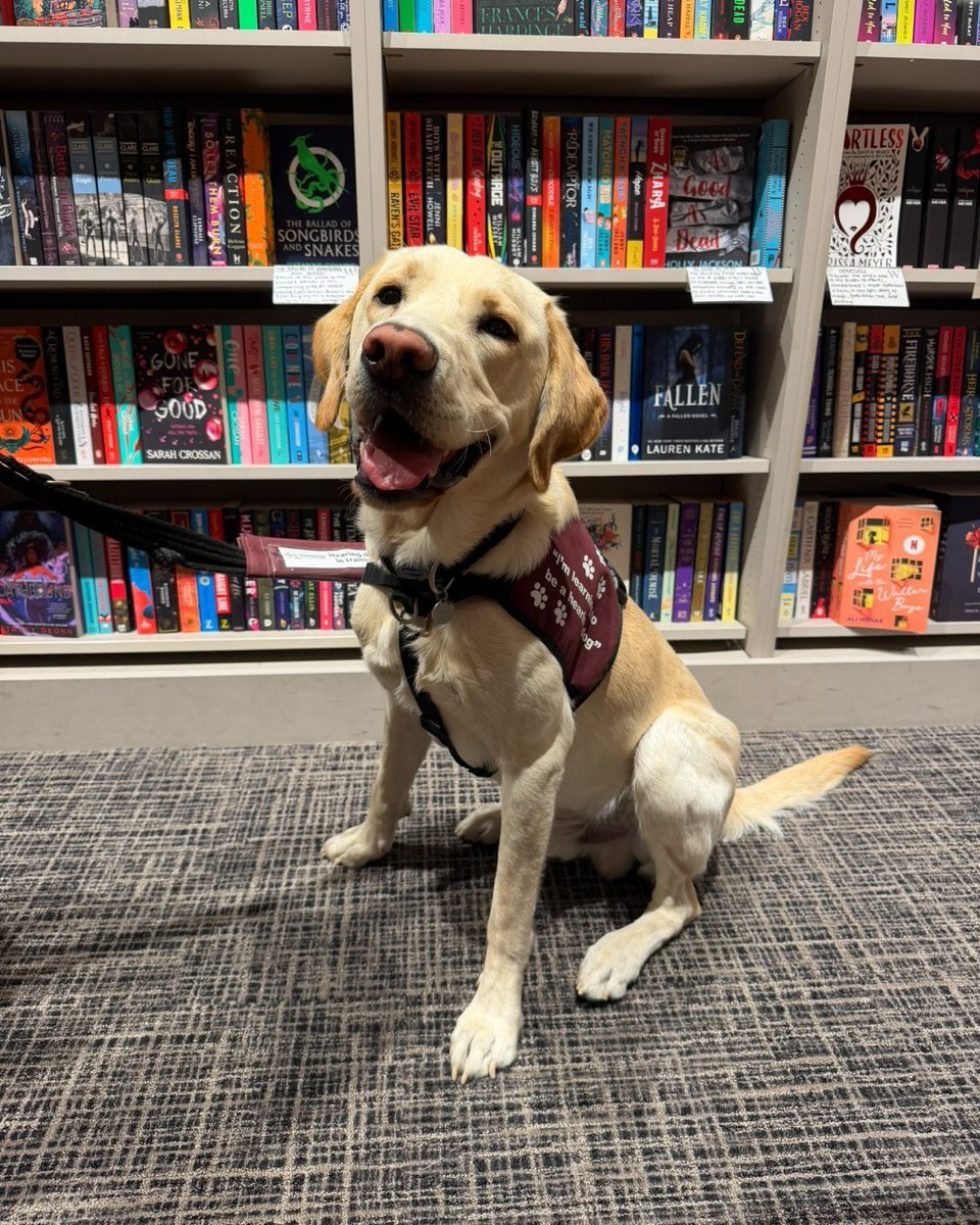 HearingDogs's tweet photo. A trip to the library for Preston 📚

Preston's been visiting the types of places he might accompany his future deaf partner to. 

He worked on important cues like 'Sit' and 'Wait', and settling nicely whilst his volunteer browsed the bookshelves.

Well done Team Preston! 👏 https://t.co/t9I3DgCK5v