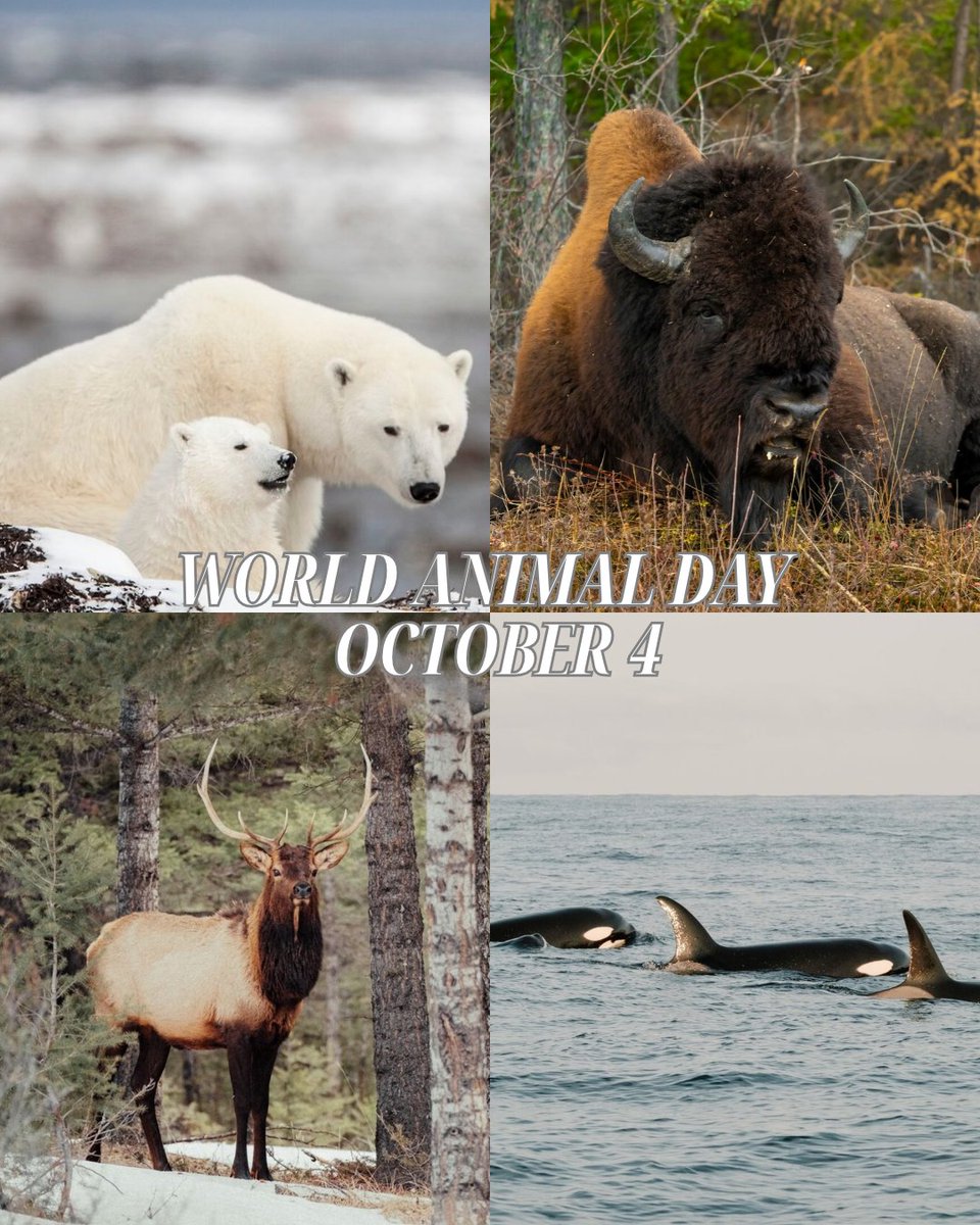 CanadaExplore's tweet photo. 今日10月4日は世界動物の日！🦌
カナダで、多彩な命に目を向けてみませんか？🐻‍❄️
野生動物を見に行く時は自然を守る意味でも、ガイド付きツアーで。  
自然と動物へのリスペクトを忘れずに楽しもう！

===========
#世界動物の日 #カナダのその奥へ #Canada #ExploreCanada https://t.co/yOF3w1NmXo