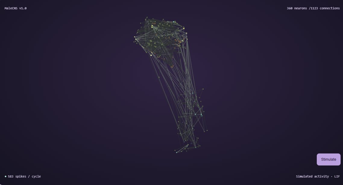 JuJaFlyWork's tweet photo. MaleCNS v1.0, HHMI Janelia. A sample of 360 neurons selected by strong connections, not the whole brain. LIF parameters, stimuli and game mappings are model assumptions.

Select a neuron for its ID, type and transmitter. Positions use normalized soma coordinates. https://t.co/toms00QCvc