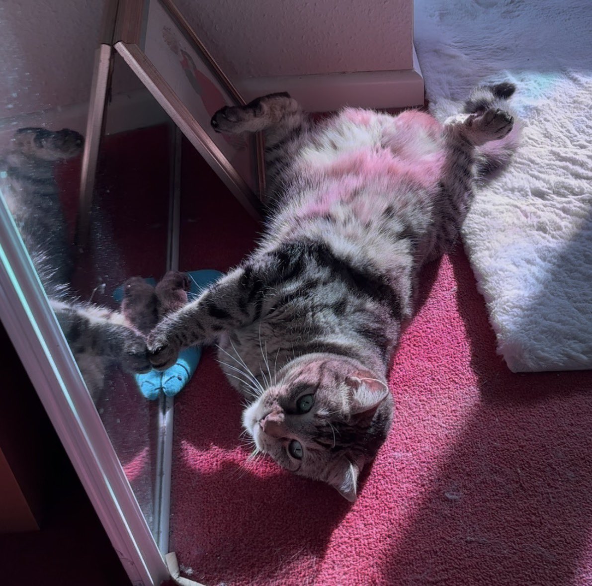 TheVicarageMeow's tweet photo. A few still shots of me when mum recorded Compline for tonight. I’m just such a cutie! Mum says she wished she had vacuumed the floor before she started!
#CatsOnTwitter #CatsOfTwitter #cats #catsofX #catsonX #CatsAreFamily https://t.co/wY8zz0PUdc