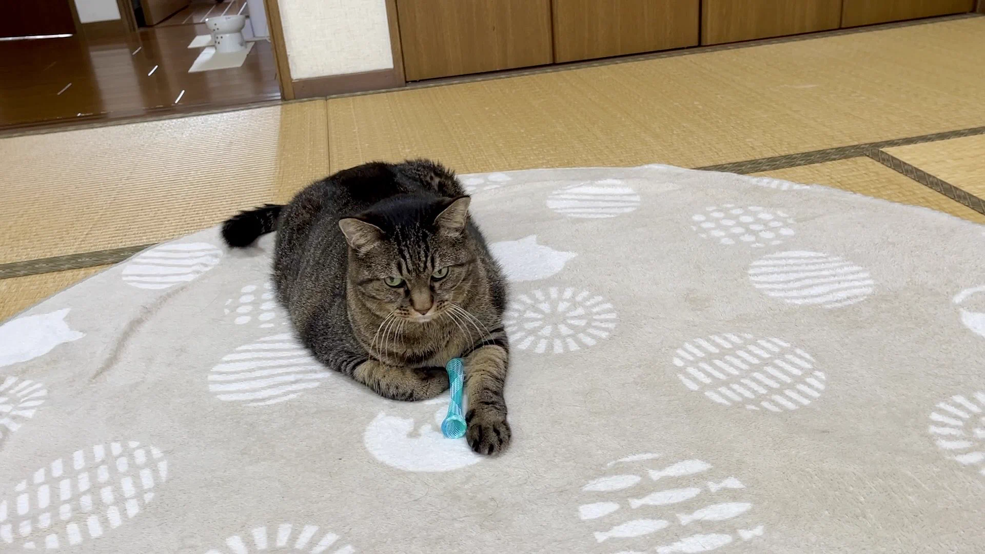 ねこじま まめたろう (@nekojima_22) / X