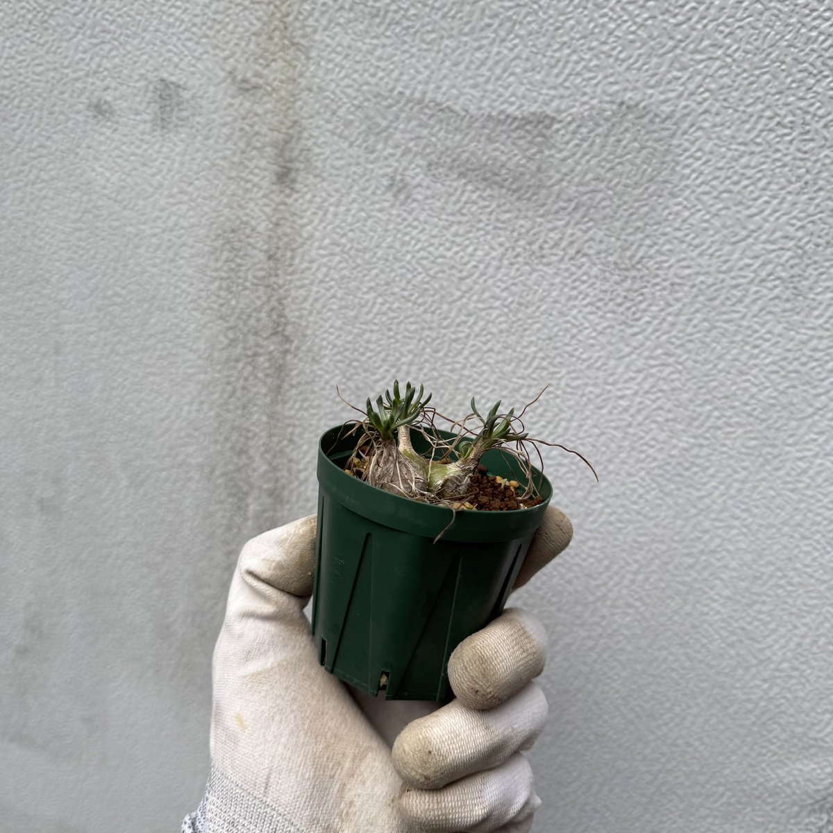 awn_plants's tweet photo. リトプソイデスとは違うんかな。ゲットして比べてみよう。
#awn_ornithogalum_sp_nova_e_of_oudtshoorn 
#awn_ornithogalum 
#ornithogalum #オーニソガルム
#capebulb 

10/2–3 ON THE PLANTS（福岡）
10/31–11/1 BOTANICBOMB
11/28 京都みどりのマルシェ番外編 in トート広場 https://t.co/H8PNA36IFa