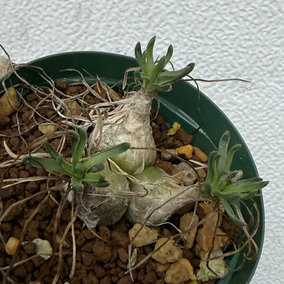 awn_plants's tweet photo. リトプソイデスとは違うんかな。ゲットして比べてみよう。
#awn_ornithogalum_sp_nova_e_of_oudtshoorn 
#awn_ornithogalum 
#ornithogalum #オーニソガルム
#capebulb 

10/2–3 ON THE PLANTS（福岡）
10/31–11/1 BOTANICBOMB
11/28 京都みどりのマルシェ番外編 in トート広場 https://t.co/H8PNA36IFa