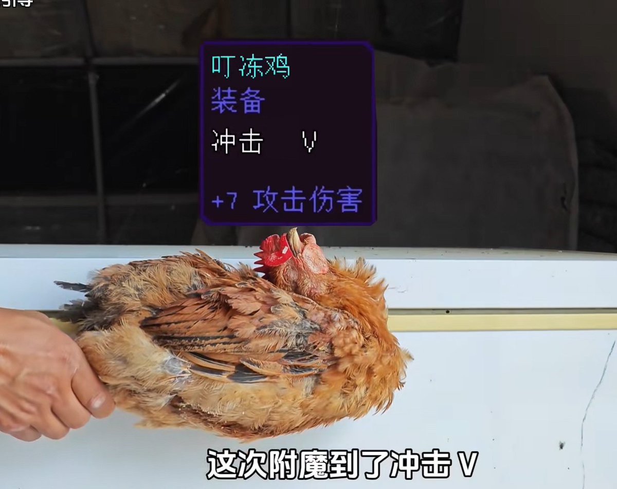 0xNeslieee's tweet photo. 现实版“愤怒的小鸡”
养鸡场的鸡老莫名其妙中毒身亡
于是博主灵机一动
做了一个现实版“愤怒的小鸡”
我的笑点和我的道德在打架
太猎奇了！
https://t.co/2ygsKMTGOU https://t.co/31MwftHgDF