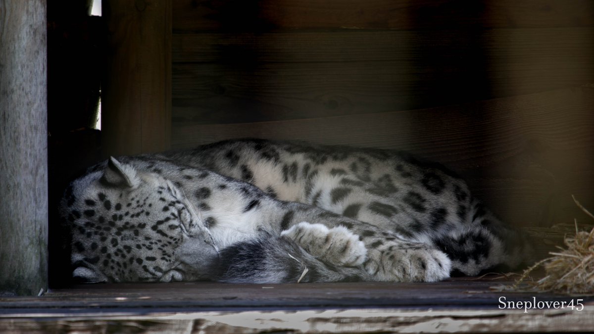 sneplover45's tweet photo. Sleep well, little Joep :-)

#Snowleopard #Joep #DierenparkHoenderdaell https://t.co/FMXVOyFu9y