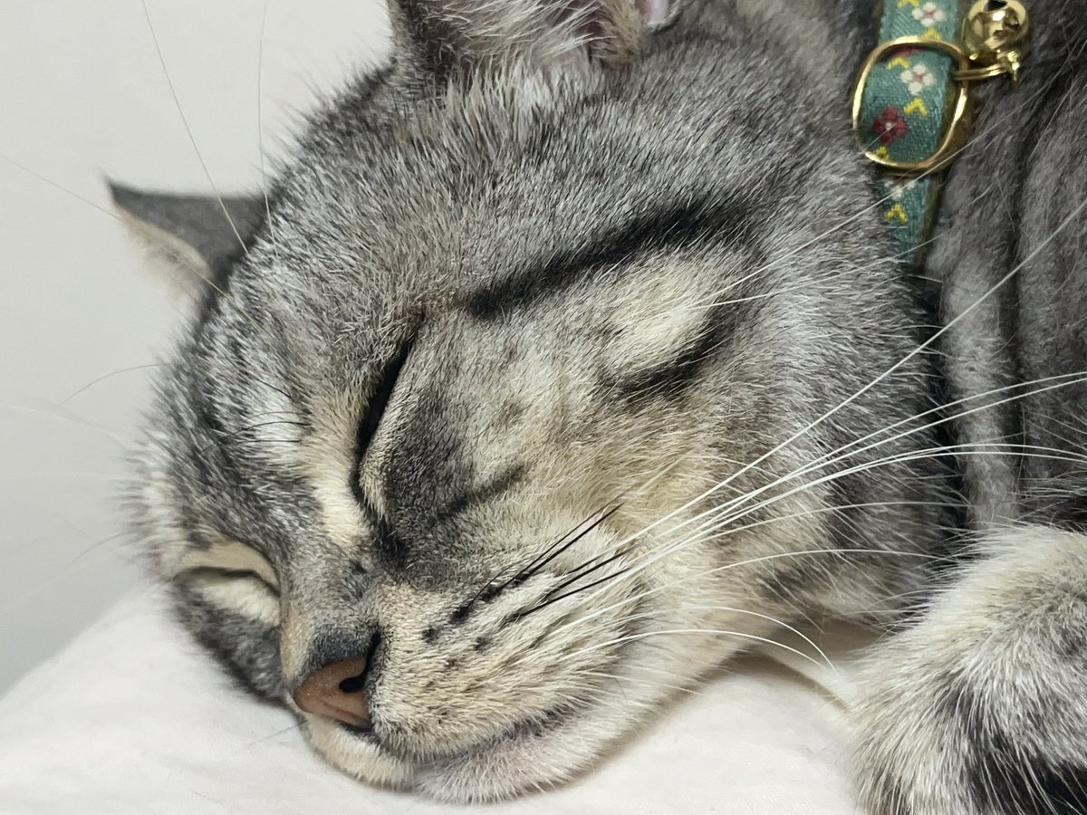 7toki634's tweet photo. #猫のいる暮らし https://t.co/3EYMfbiIgW