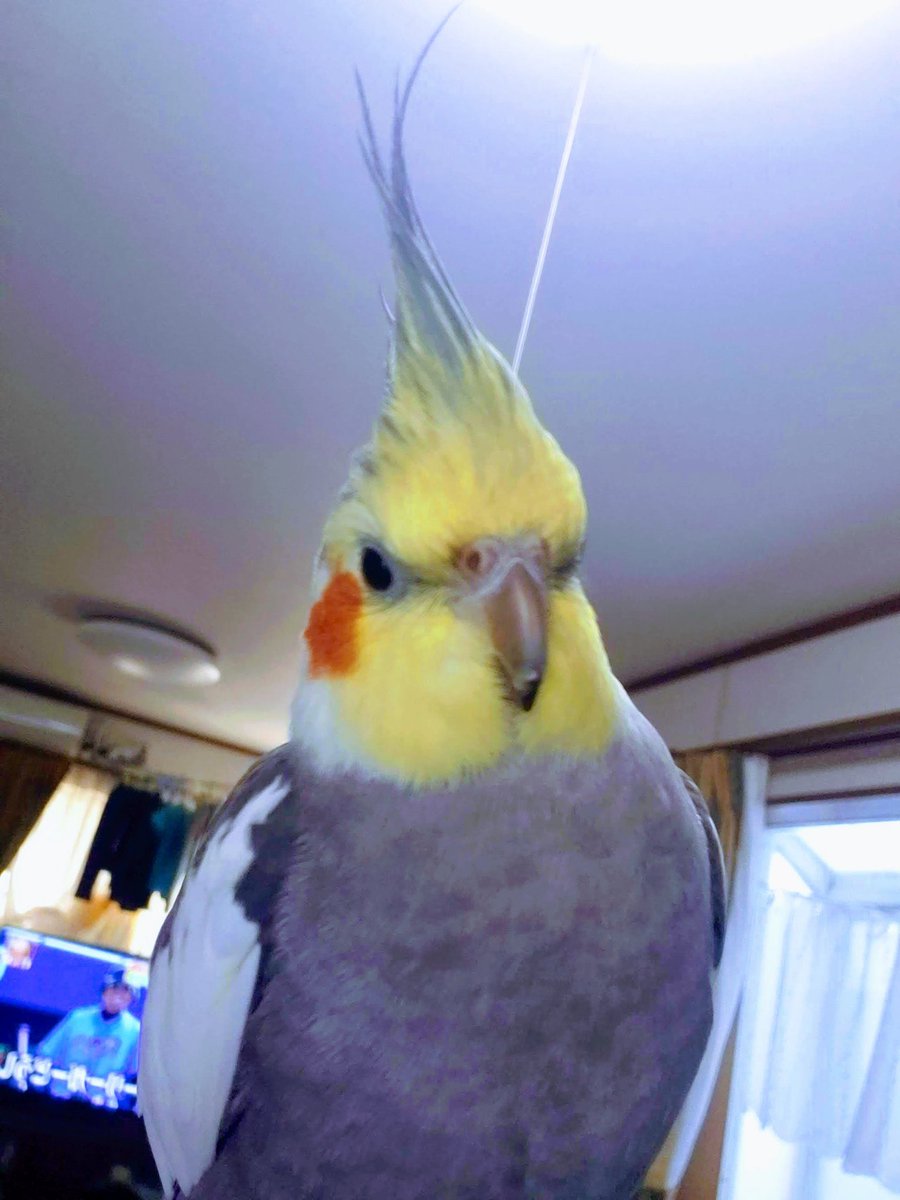 animal_rescue03's tweet photo. ふくちゃん、家族みんなが心待ちにしています…

2020年1月19日、東京都府中市で、オカメインコのふくちゃんが迷子になりました。「ふ〜くちゃん、ふくちゃーん」とよく鳴きます。

見かけた方、保護された方はご連絡下さい。
1つの情報が家族の光になります。

DM または @yukimal1969までお願いします🙏
#迷子インコ #オカメインコ #府中市 #東京迷子 #拡散希望