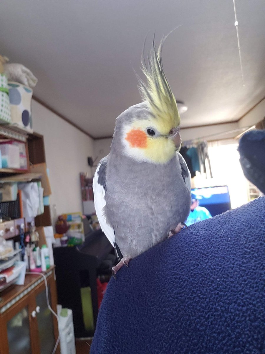 animal_rescue03's tweet photo. ふくちゃん、家族みんなが心待ちにしています…

2020年1月19日、東京都府中市で、オカメインコのふくちゃんが迷子になりました。「ふ〜くちゃん、ふくちゃーん」とよく鳴きます。

見かけた方、保護された方はご連絡下さい。
1つの情報が家族の光になります。

DM または @yukimal1969までお願いします🙏
#迷子インコ #オカメインコ #府中市 #東京迷子 #拡散希望