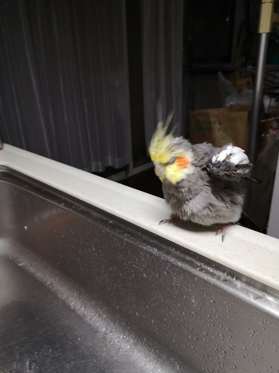 animal_rescue03's tweet photo. ふくちゃん、家族みんなが心待ちにしています…

2020年1月19日、東京都府中市で、オカメインコのふくちゃんが迷子になりました。「ふ〜くちゃん、ふくちゃーん」とよく鳴きます。

見かけた方、保護された方はご連絡下さい。
1つの情報が家族の光になります。

DM または @yukimal1969までお願いします🙏
#迷子インコ #オカメインコ #府中市 #東京迷子 #拡散希望