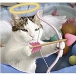 Photo by RBoxer🌸🐭 Cats Rule Meow😻 (@rbxer)
