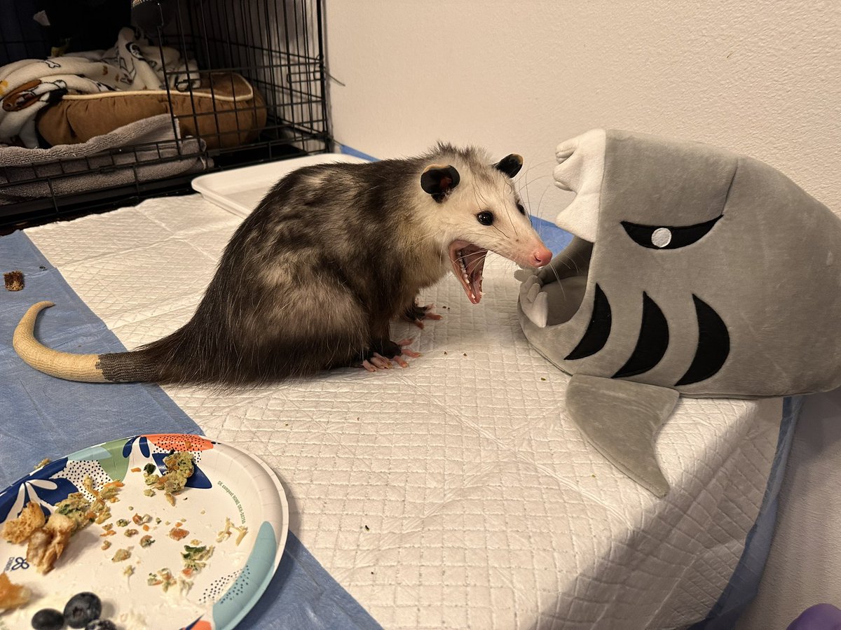 NoUseForPants's tweet photo. Eat and scream https://t.co/E5TFu75Zuz