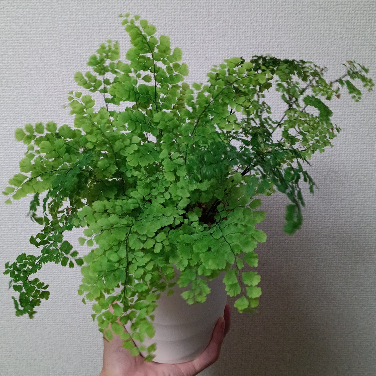 opssbac's tweet photo. アジアンタム
光を斜め上からで固定すると、裏側から霧吹きしやすい形に復活
もう枯らすことはないでしょう！ https://t.co/zRjICR4fkE
