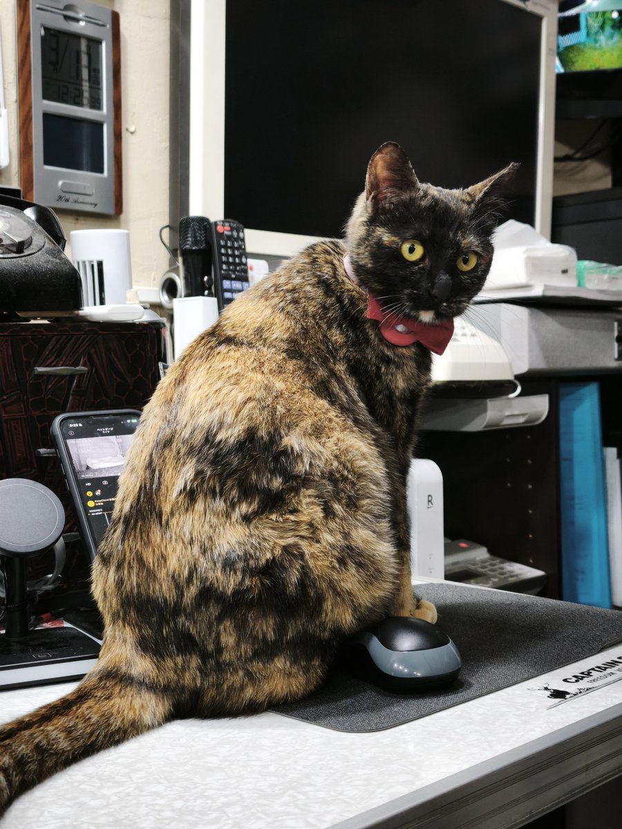 MinowaLive's tweet photo. ７月から行方不明になっていた、サビ猫ユキちゃんが、もしかしたら帰って来たかもです。セキュリティから侵入の発報が来たので確認したら、逆光でよく見えませんが、サビ猫っぽいです。仕草も似ています。夕方5時の時報が鳴ると帰って来る子で、まさしく丁度17時なので、恐らくそうだと思います。 https://t.co/wNvc6m0XmT
