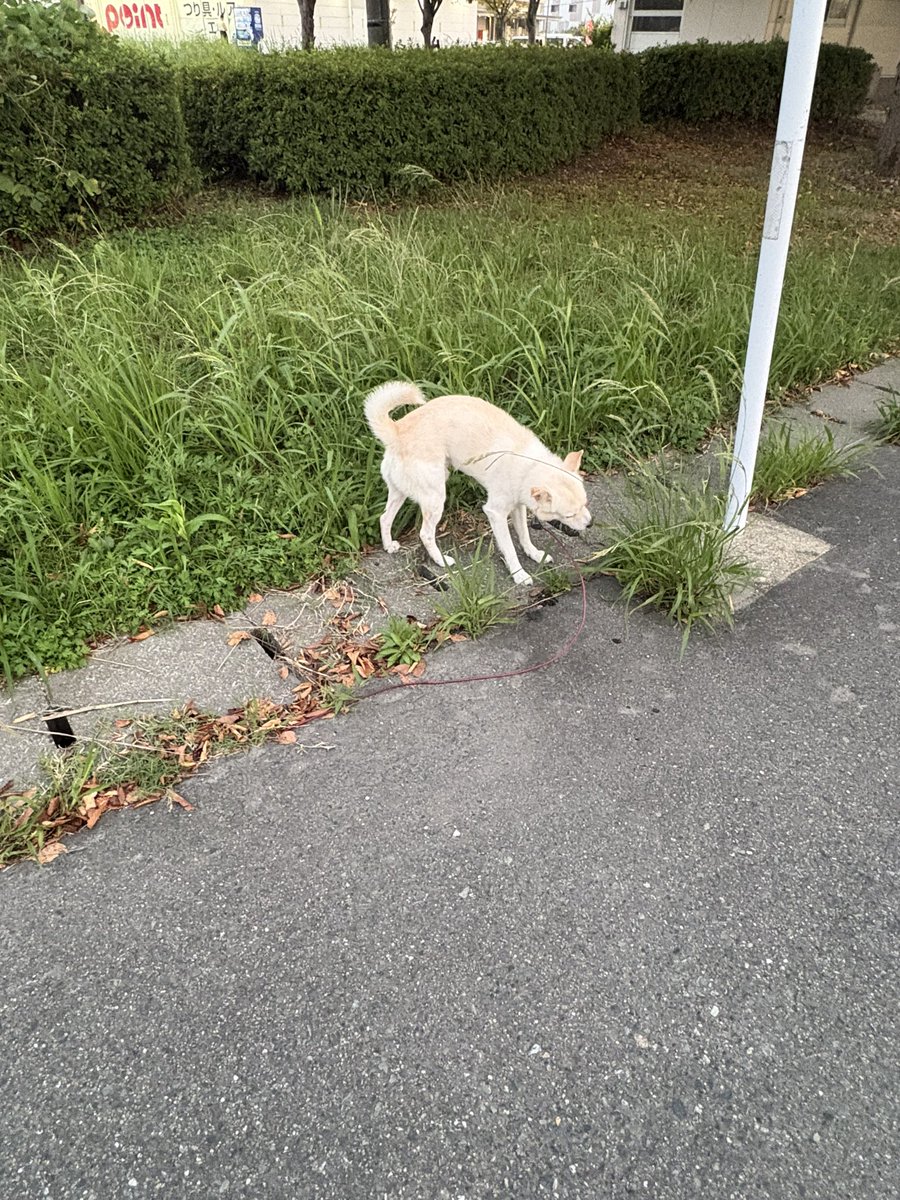 i7stella9's tweet photo. 【拡散希望】
迷い犬  
白のシバイヌ(もしくは混じった雑種)
赤いリード
茶色の首輪

足を上げていたためオスだと思われます

佐賀県鳥栖市藤木町付近
本日18時頃

人を怖がる様子はありませんでしたが、すぐ走り去ってしまったため保護できませんでした
飼い主様のところに情報届きますように https://t.co/yTeSxZhtwQ