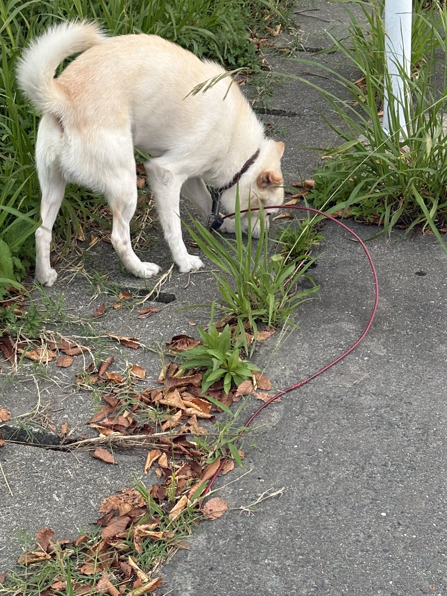 i7stella9's tweet photo. 【拡散希望】
迷い犬  
白のシバイヌ(もしくは混じった雑種)
赤いリード
茶色の首輪

足を上げていたためオスだと思われます

佐賀県鳥栖市藤木町付近
本日18時頃

人を怖がる様子はありませんでしたが、すぐ走り去ってしまったため保護できませんでした
飼い主様のところに情報届きますように https://t.co/yTeSxZhtwQ
