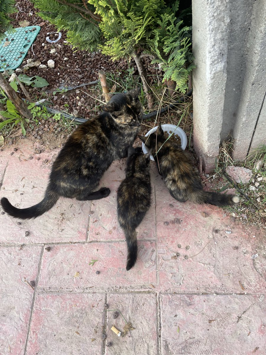 sanctus2424's tweet photo. @kkalekule @nakkakalem1 @kambroma Normalde işime giderken pek vakit ayıramıyordum. Sayende işe giderken de  besleme yapmama vesile oldun. Bak bakalım görebiliyor musun? https://t.co/clunh7QO4k