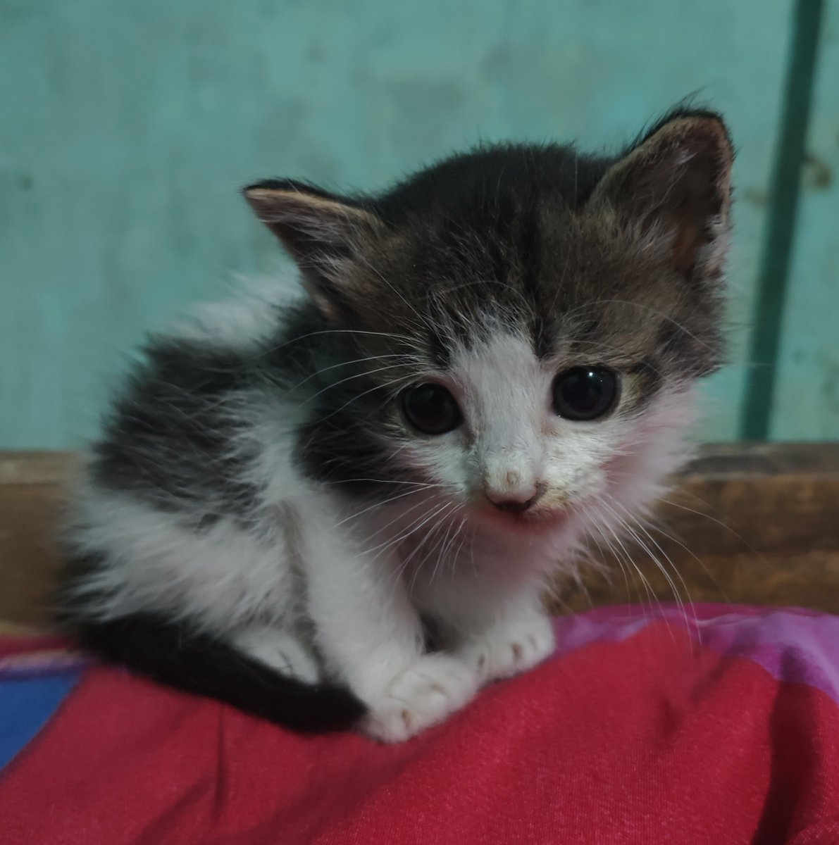 pipitmac's tweet photo. Kenalin namaku Wolfgang Amadeus Meowzart https://t.co/vkuwHFLzGF