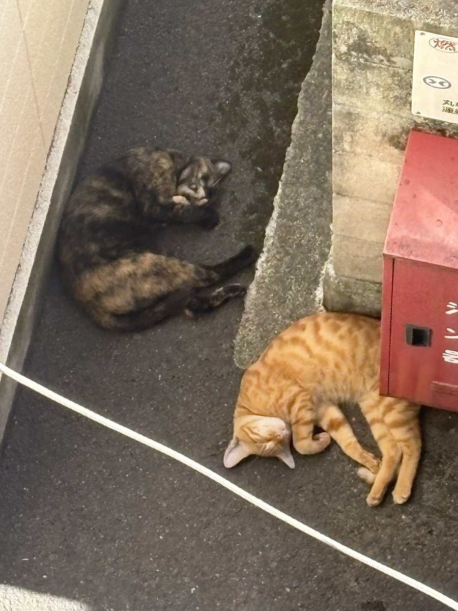 ribribwww's tweet photo. シルバーウィーク前から連勤で、終わったら夜勤の連続で、人手不足で、パンツずらしおじいと戦って、メンタルと体がしんどくて、遊ぶ元気すら出なかったんだけど、ふと外見たらもふもふがのんびりしてたから、30分くらい眺めてた
もふもふ見るだけで、なんでメンタル回復するんやろ https://t.co/tx63P3FavB