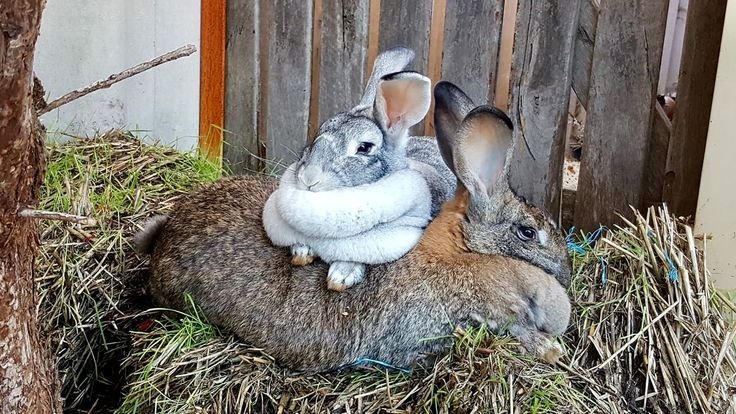 animalpopular9's tweet photo. Fat rabbit https://t.co/gHKZnzGReS