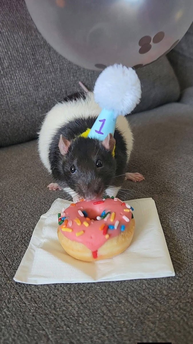 RatInControl tweet picture