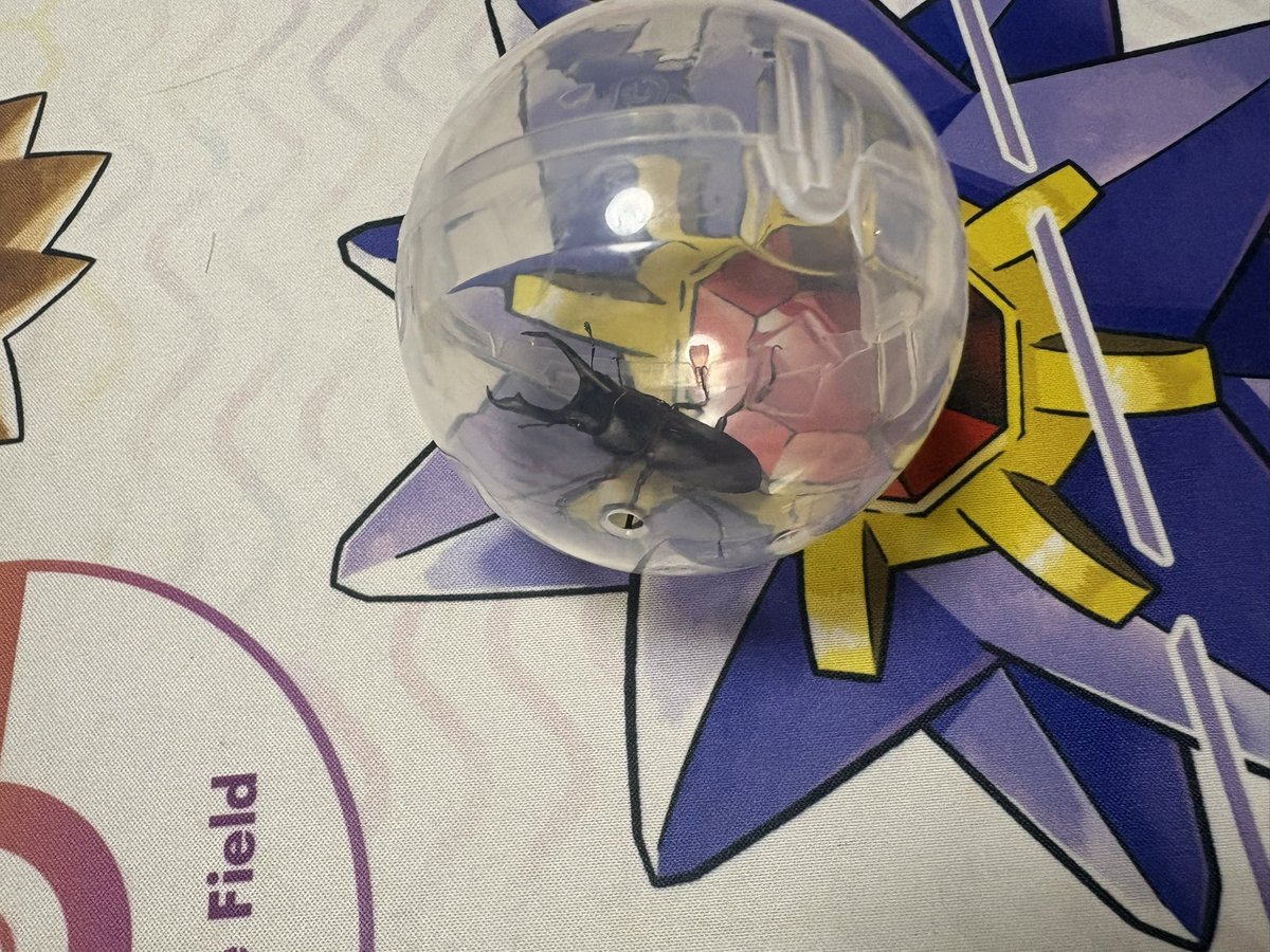 FT_koubou's tweet photo. 玄関にクワガタが居ましたので捕獲致しました。
先着一名に差し上げます。 https://t.co/X5DxzQNeqs