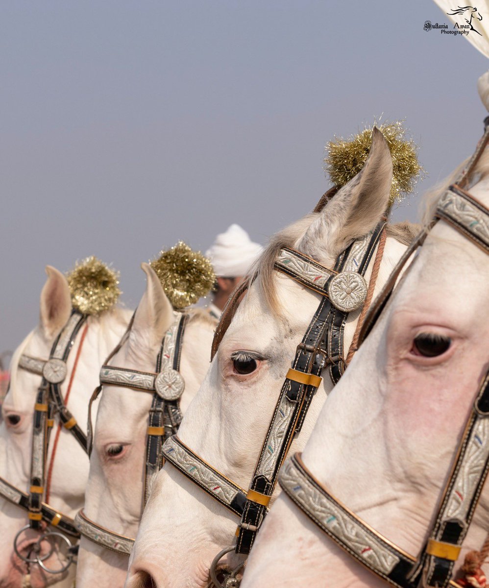 SAPOfficialPak's tweet photo. The Beauty of White Horses 🤍
.
Elegance, power, and pure grace — captured in every frame. ✨📸
.
Sultania Awan Photography 
.
.
.
#SultaniaAwanPhotography #WhiteHorse #BeautifulHorse #HorsePhotography #Equestrian #HorseLovers #HorseRiding #NobleHeritage #HorseLoversPakistan https://t.co/sdn5NVEPDW
