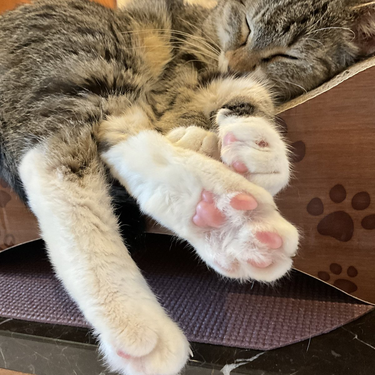 BRfNMpAK2IoBQCS's tweet photo. スヤスヤぁ〜💤

ぐりちゃんだよ😺 https://t.co/VbhKmlWsmi