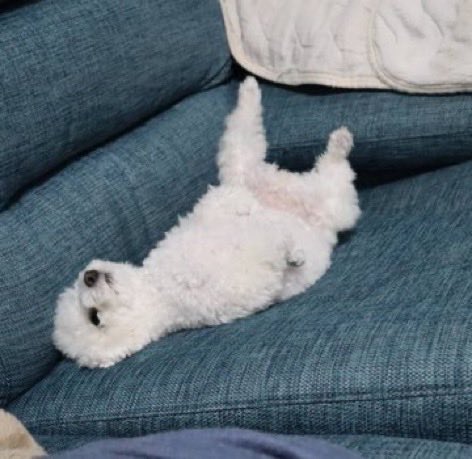 curuponta's tweet photo. そんなハマり方もあるのね😅
#トイプードル #トイプー #犬 #dog https://t.co/B0UziBJV6S