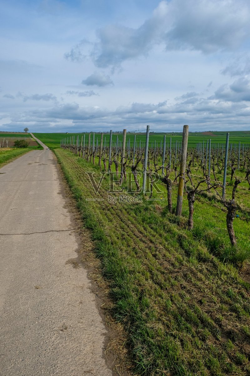berna_gom93_63c's tweet photo. Freshly trimmed vines, washed u0026 ready—our orchard’s green gems get that perfect irrigated care! https://t.co/UK6C6l27lC