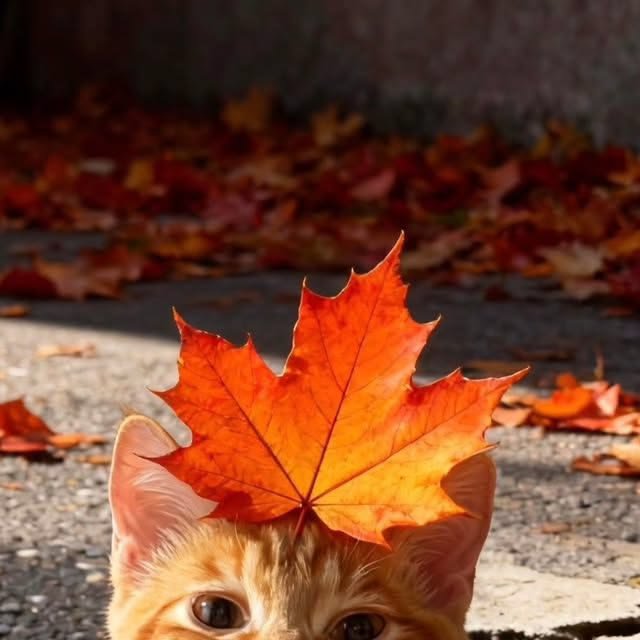 mirabidurr tweet picture