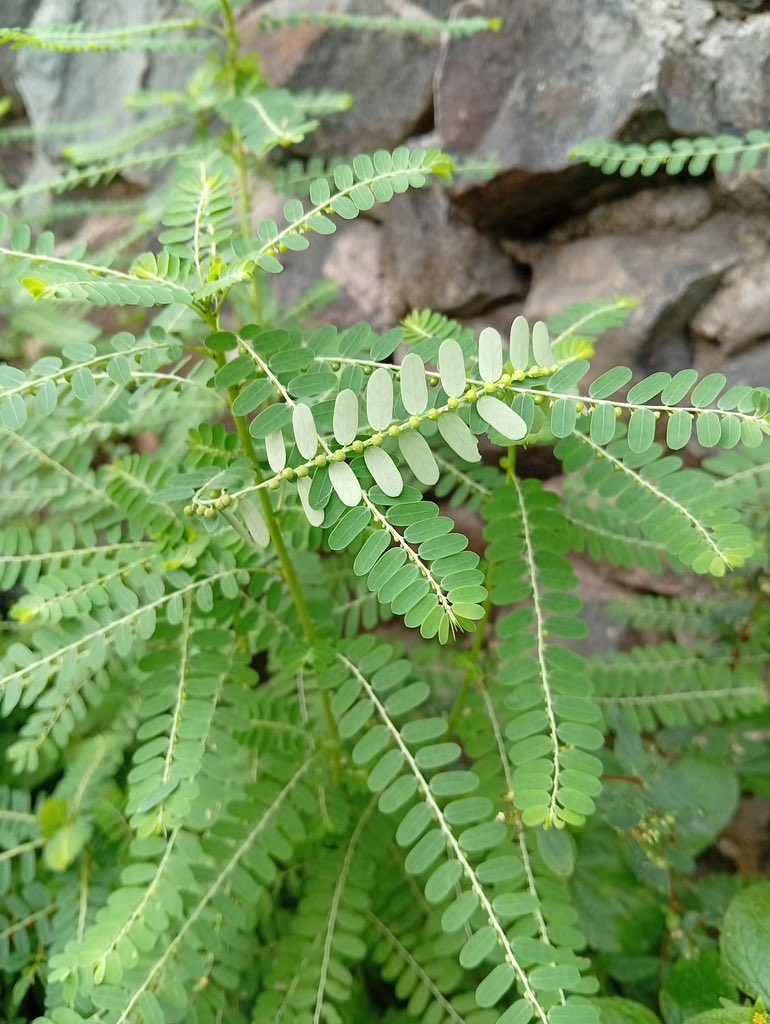 AkposJim's tweet photo. Clean Ur k!dney or all Ur  organs with this get guava leaf an stone breaker wash well an boil for 15 minutes one tea cup morning an night do it for 7 days this will help u flush Ur organs again make it brand new one again wonders of nature https://t.co/PcUARWD4pw