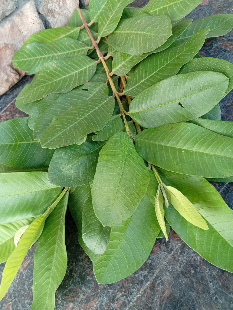 AkposJim's tweet photo. Clean Ur k!dney or all Ur  organs with this get guava leaf an stone breaker wash well an boil for 15 minutes one tea cup morning an night do it for 7 days this will help u flush Ur organs again make it brand new one again wonders of nature https://t.co/PcUARWD4pw