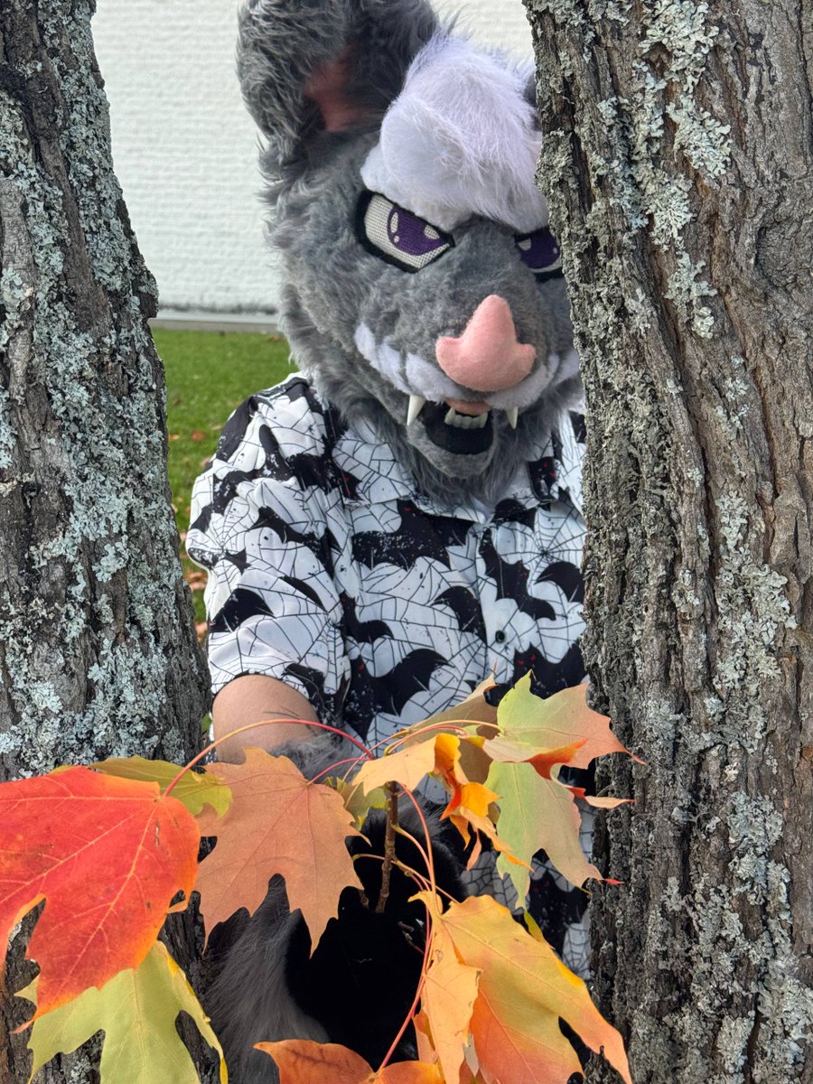 GH0ST_the_bat's tweet photo. Happy #fursuitfriday !

#furry #furries #furryfandom #fursuit #fursuiter #bat #batfurry https://t.co/LKKZbAbGCK
