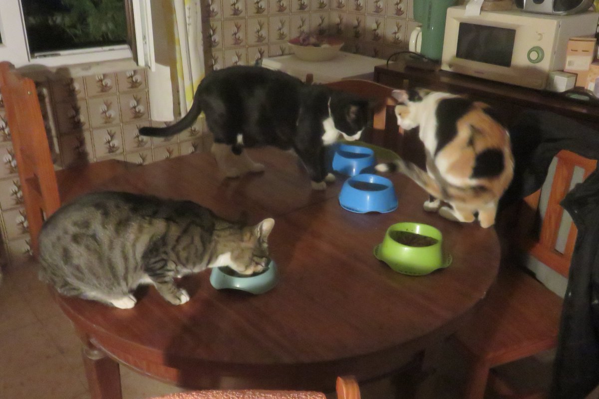 bardofely's tweet photo. Three #cats on the kitchen table for #CaturdayEve! Manxcat is a #Manx, Cuddly is a #tuxedo, and Mum is a formerly feral #calico. https://t.co/qsTmegPA8A