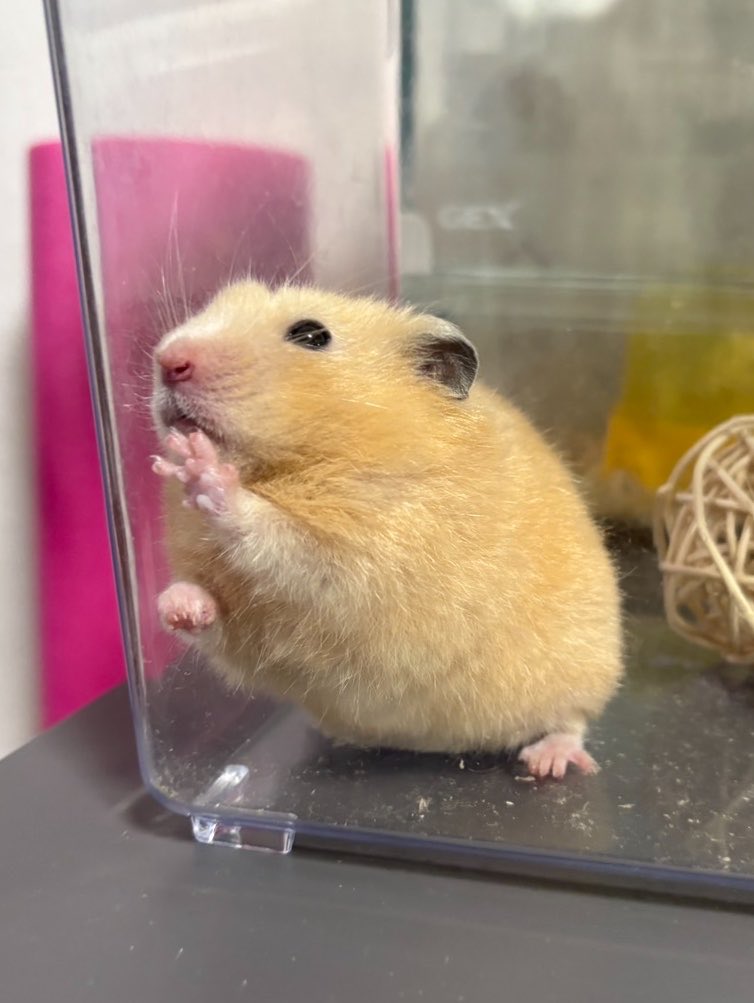 akebonooooooooo's tweet photo. うちのキンクマちゃんがあまりにも丸すぎてナキウサギと勘違いしちゃう🐹

#キンクマハムスター　#ハムスター　#ハムスター好きと繋がりたい　#フォロー大歓迎 https://t.co/m6F6KAsrTM