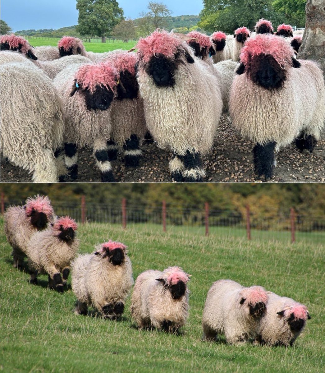 sciencegirl's tweet photo. The Swiss Valais Blacknose sheep brushed against the red feeder while eating, staining their wool pink https://t.co/e0aAmUgo1J