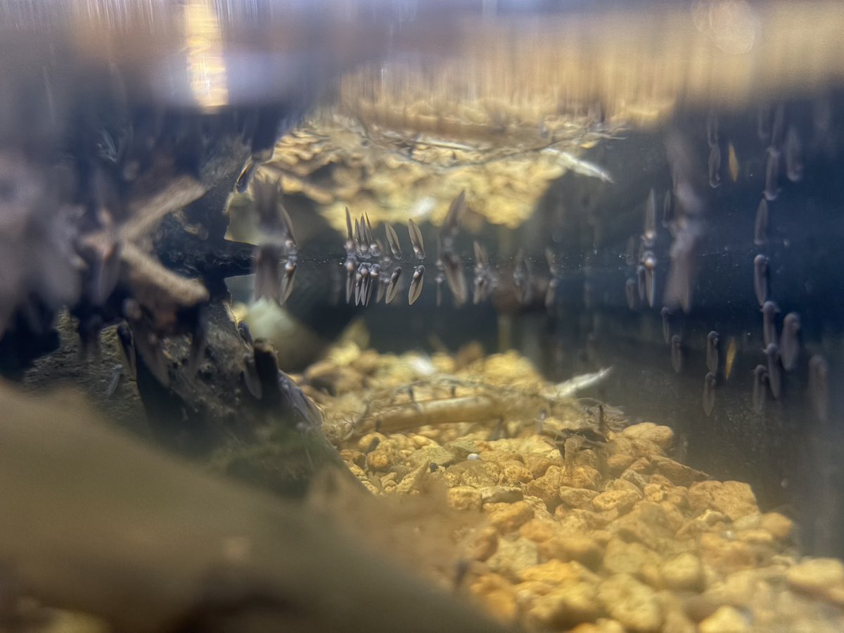 A_shimatarou's tweet photo. 【カエル館🐸】
あわしまマリンパークのカエル館でブルーノイシアタマガエルの孵化に成功しました🐸
国内での繁殖例は極めて少なく、動物園や水族館などの展示施設では国内初の孵化成功となるかもしれません✨
 上陸を目標にスタッフも頑張ります‼
現在は親ガエルの展示水槽にて来館されたお客様でもオタマジャクシを観察することができます！
とても珍しく、面白い生態のカエルなのでぜひカエル館まで足を運んでみてください‼

#ブルーノイシアタマガエル