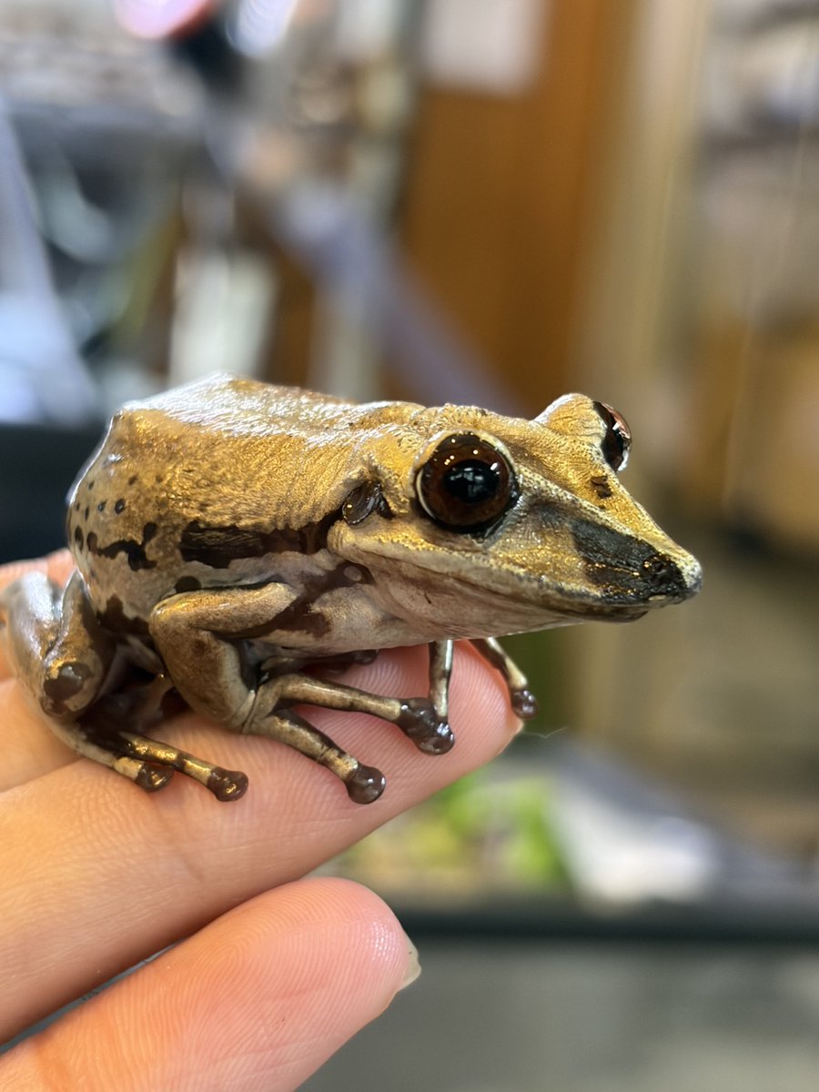 A_shimatarou's tweet photo. 【カエル館🐸】
あわしまマリンパークのカエル館でブルーノイシアタマガエルの孵化に成功しました🐸
国内での繁殖例は極めて少なく、動物園や水族館などの展示施設では国内初の孵化成功となるかもしれません✨
 上陸を目標にスタッフも頑張ります‼
現在は親ガエルの展示水槽にて来館されたお客様でもオタマジャクシを観察することができます！
とても珍しく、面白い生態のカエルなのでぜひカエル館まで足を運んでみてください‼

#ブルーノイシアタマガエル