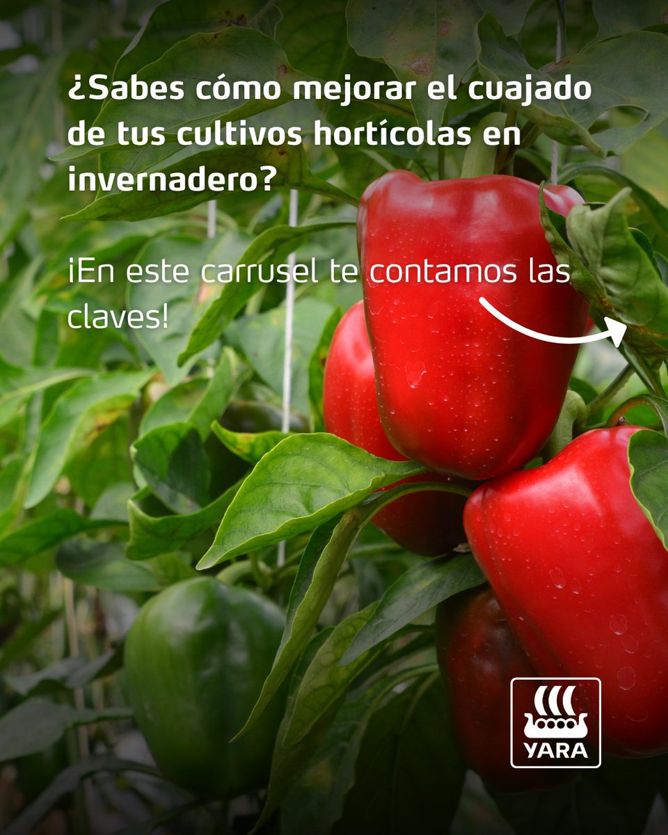 YaraIberian's tweet photo. 🫑 En los cultivos hortícolas de invernadero, la fase de cuajado es un momento clave para definir el potencial productivo y la calidad de la cosecha.

🌱 Durante esta etapa, la planta afronta una elevada demanda metabólica. Mantener un desarrollo vegetativo equilibrado y favorecer un cuajado uniforme es fundamental para conseguir frutos de calidad y un buen desarrollo de la producción.

Para acompañar al cultivo en esta fase clave, te recomendamos dos soluciones diseñadas para reforzar su desarrollo y favorecer el cuajado:
✅ YaraVita™ FRUTREL.
✅ YaraAmplix™ OPTITRAC.

@yara @YaraEurope

#bioestimulantes_y_foliares