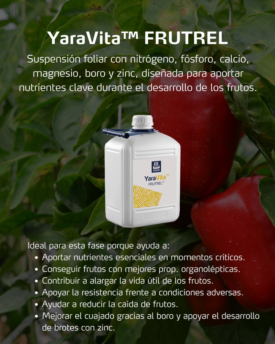 YaraIberian's tweet photo. 🫑 En los cultivos hortícolas de invernadero, la fase de cuajado es un momento clave para definir el potencial productivo y la calidad de la cosecha.

🌱 Durante esta etapa, la planta afronta una elevada demanda metabólica. Mantener un desarrollo vegetativo equilibrado y favorecer un cuajado uniforme es fundamental para conseguir frutos de calidad y un buen desarrollo de la producción.

Para acompañar al cultivo en esta fase clave, te recomendamos dos soluciones diseñadas para reforzar su desarrollo y favorecer el cuajado:
✅ YaraVita™ FRUTREL.
✅ YaraAmplix™ OPTITRAC.

@yara @YaraEurope

#bioestimulantes_y_foliares