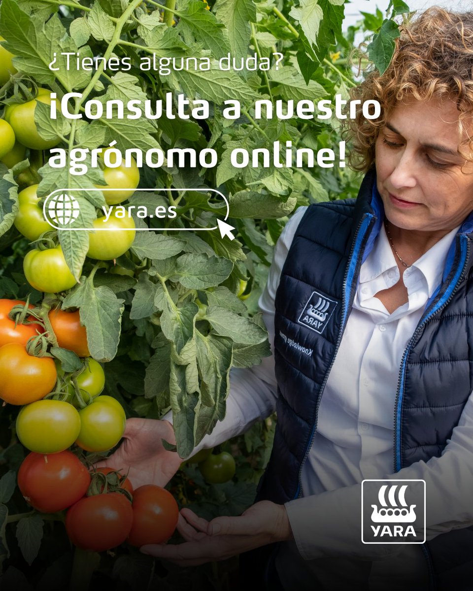YaraIberian's tweet photo. 🫑 En los cultivos hortícolas de invernadero, la fase de cuajado es un momento clave para definir el potencial productivo y la calidad de la cosecha.

🌱 Durante esta etapa, la planta afronta una elevada demanda metabólica. Mantener un desarrollo vegetativo equilibrado y favorecer un cuajado uniforme es fundamental para conseguir frutos de calidad y un buen desarrollo de la producción.

Para acompañar al cultivo en esta fase clave, te recomendamos dos soluciones diseñadas para reforzar su desarrollo y favorecer el cuajado:
✅ YaraVita™ FRUTREL.
✅ YaraAmplix™ OPTITRAC.

@yara @YaraEurope

#bioestimulantes_y_foliares