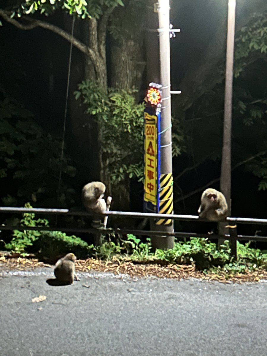 Nishiyaryokan's tweet photo. ただいま調理場の前でサルたちが大騒ぎ。
電柱だろうが道路の真ん中だろうが
お構いなしです。どうやら、
電柱に群がる蛾などの虫を
食べているようです。
なるほど夕食タイム。

しかし困ったことに、
車が来ても直前まで逃げません。
うっかり撥ねられないか心配です。 https://t.co/FS3n9DjuAo
