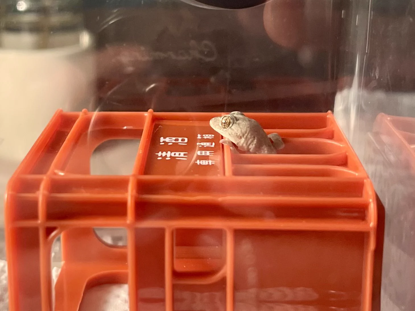 よーこちん🦎🐢🐢🦎 on X: 