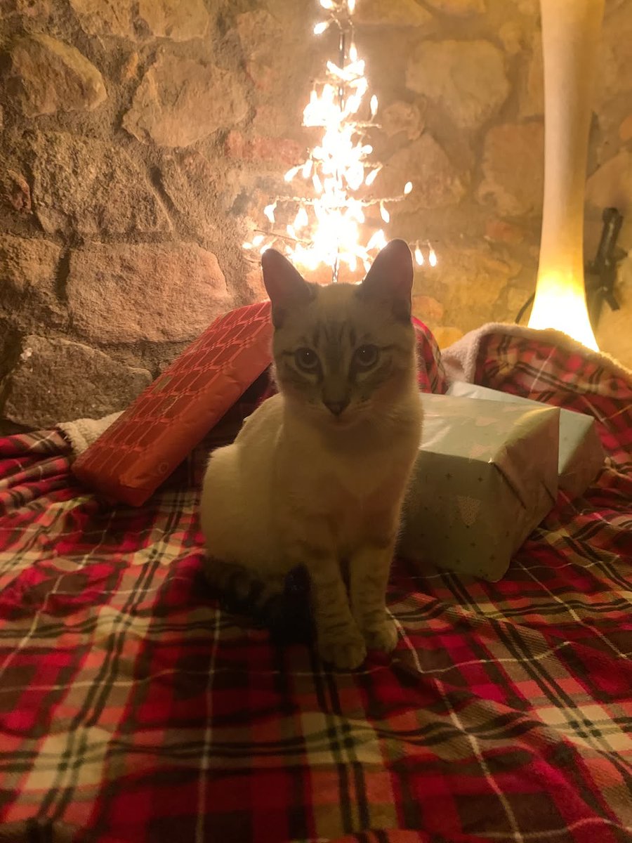 mrsedithkub4ss's tweet photo. Bo Nadal! 🤗

🦴🎄🦴
🔥🐱🔥
💃🏼🎩💃🏼 https://t.co/GsD1kEgY21