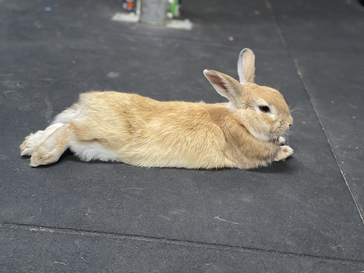 CryptoRabitHole's tweet photo. A quote

A rabbit 

A vision

I first told my friends I was going down the crypto rabbit hole in 2021 - it was a throwaway line - but the comment stuck with me.

I our pet rabbit Bunneary became the idea of representing Satoshi as a rabbit avatar in a world I would create.

The vision grew - I was inspired to create a gamified, fun, and approachable way to represent the crypto space, that I could not only teach my own kids, but also the next generation and normies.

Through many iterations and perseverance, the demo is fully live and playable, and our collective trading cards are live for people to enjoy.

Welcome to The Crypto Rabbit Hole! 🐇